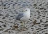 Ring-billed Gull at Rossi's Ice Cream, Westcliff (Richard Howard) (73552 bytes)